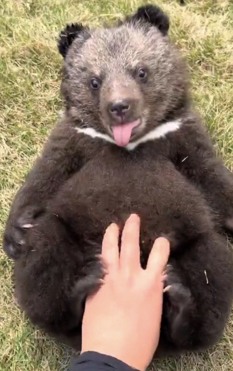 lorefinderdev tweet media