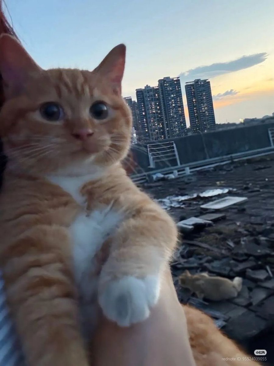 NoCatsNoLife_m's tweet photo. Aww so adorable 🥹🥰 https://t.co/dClDsSUNWY