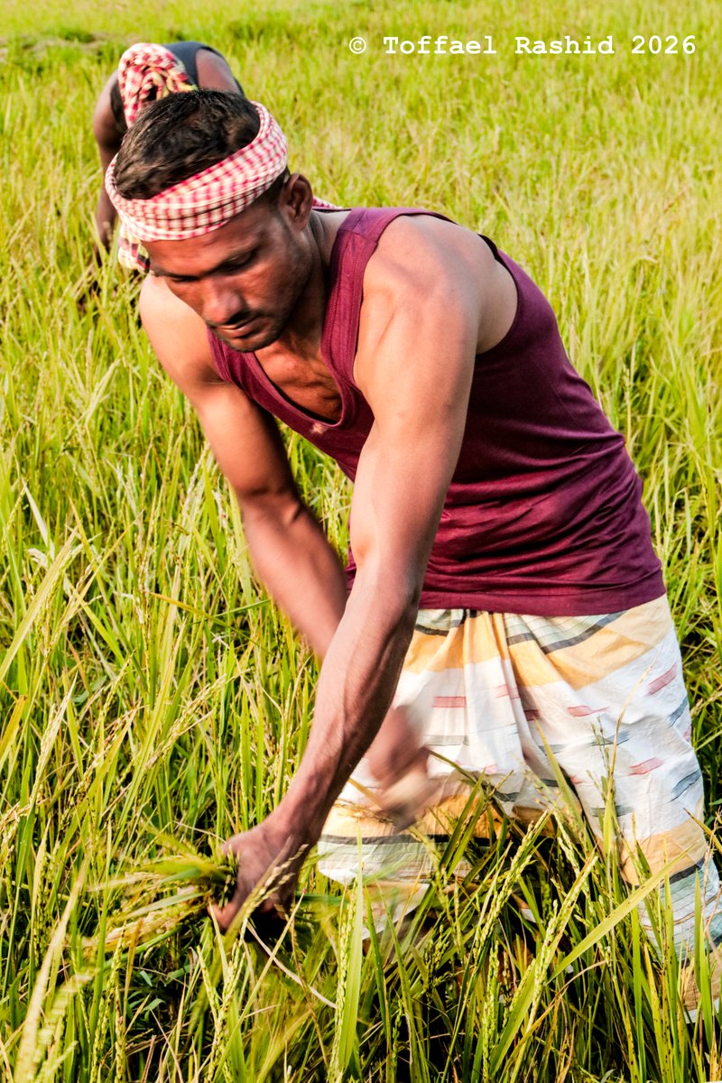 Toffael Rashid tweet media