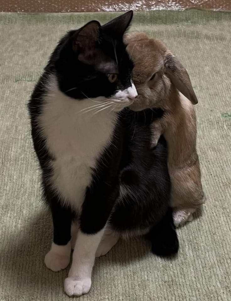 WHY YOU SHOULD HAVE A BUNNIES tweet media