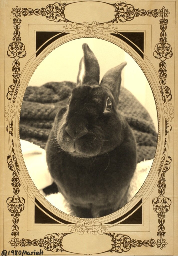 Marie 🐰🌟👻 tweet media