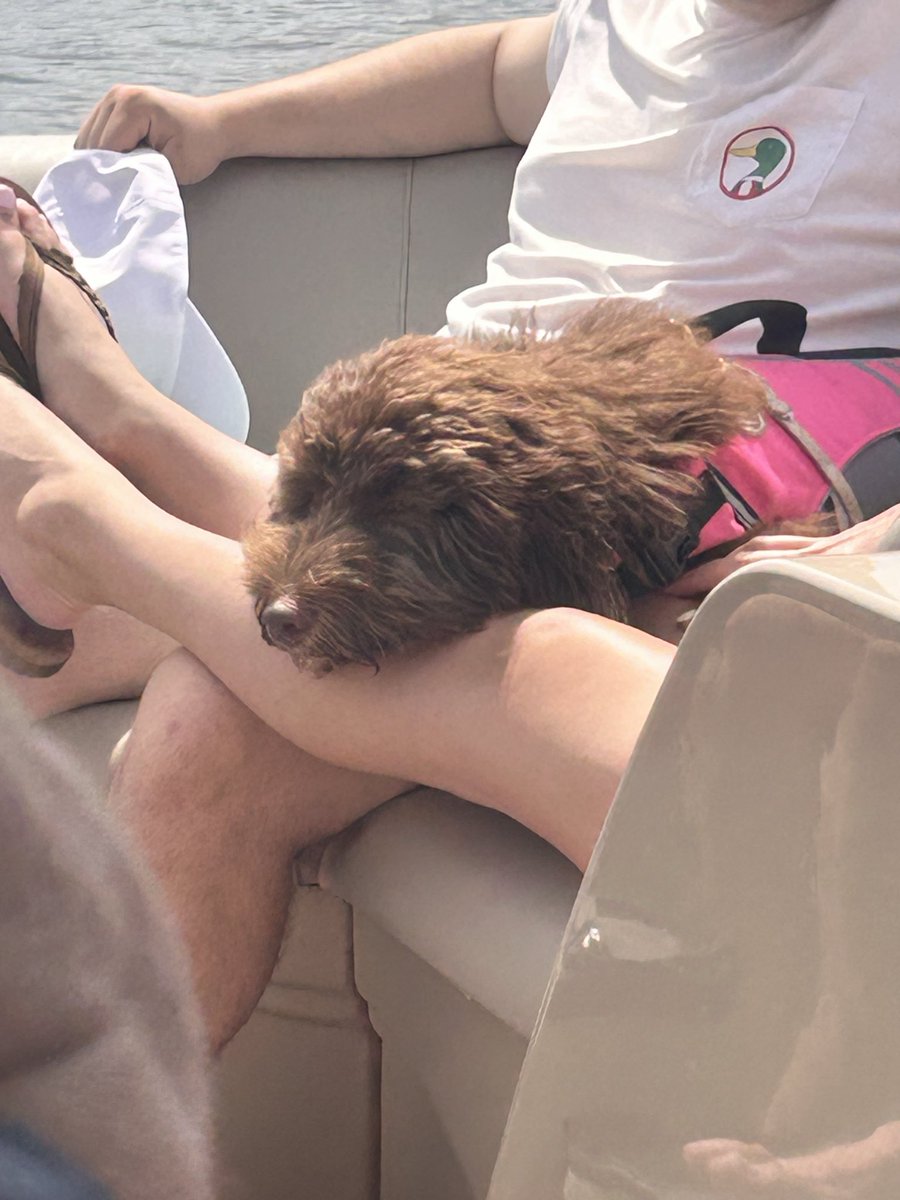 Not much that a dog loves more than a little boat ride.