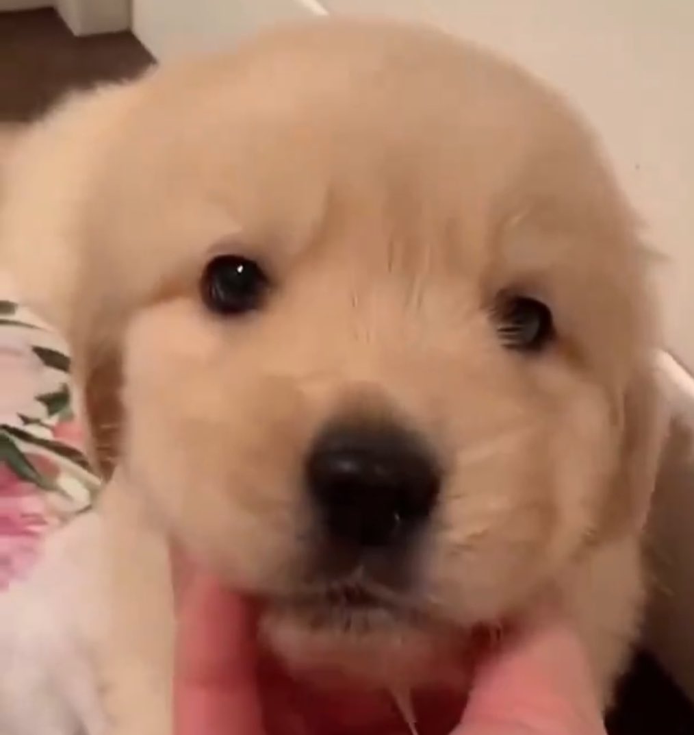 c '• ﻌ •` tweet media