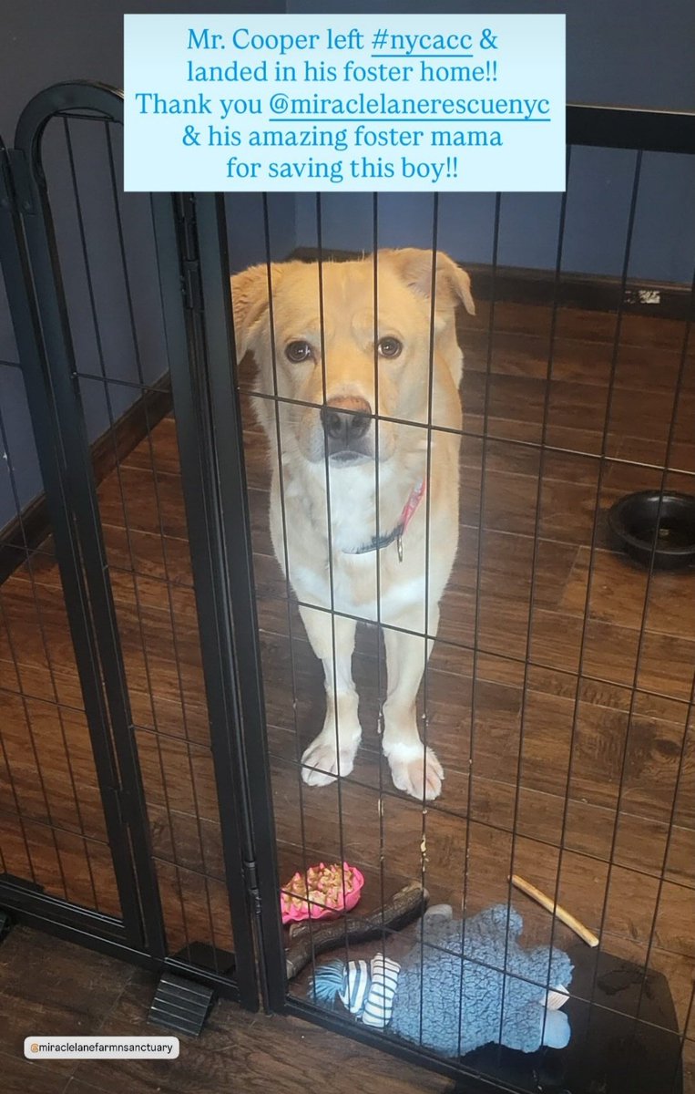 TAPNYACC's tweet image. Mr Cooper was rescued 🥳🎉
#249006 NYCACC
 
Tysvm 2 the amazing 
@MiracleLnResq💖
+ yr #Foster💕

We couldn't do it w/o all of U💖 
#Pledging #Sharing &amp;amp; #Caring

Donations Welcome
linktr.ee/miraclelanefar…