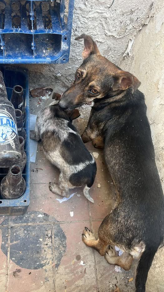 Carolina tweet media