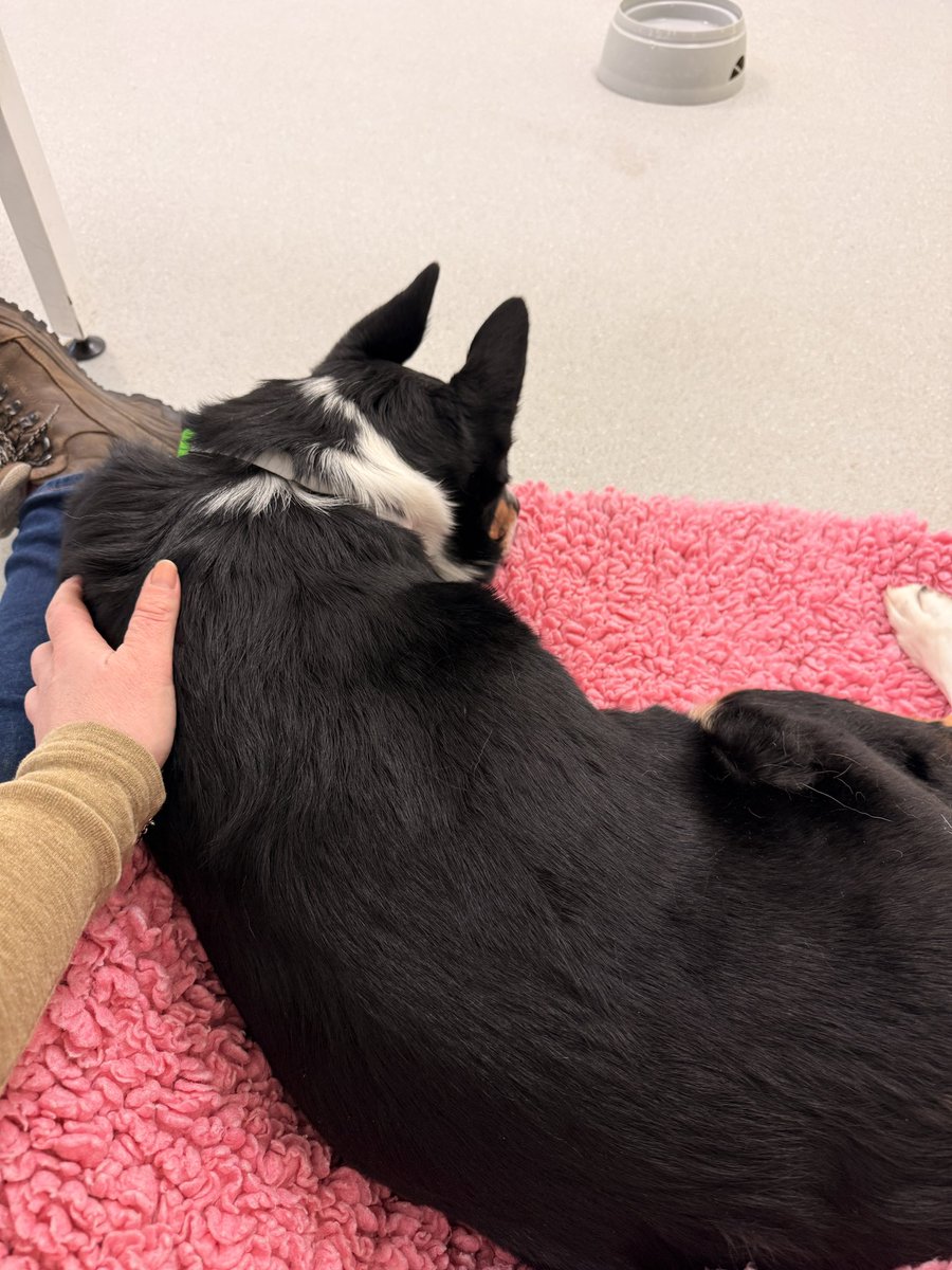 PipTheCollie tweet media