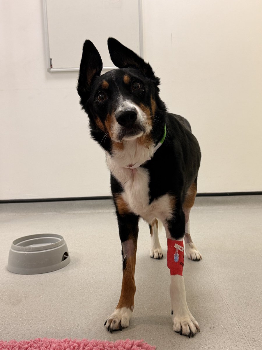 PipTheCollie tweet media