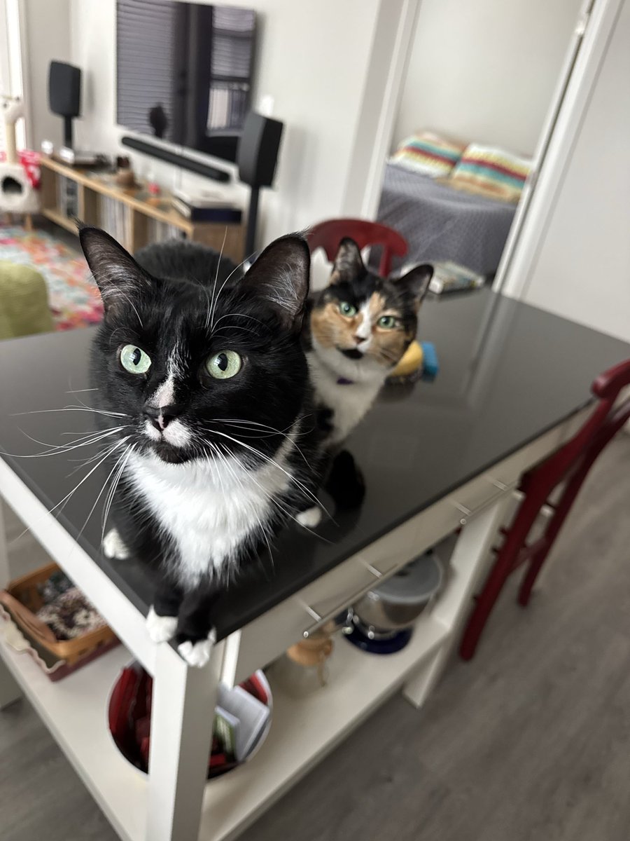 mdrai's tweet photo. @LorenzoTheCat Gucci &amp; Skittles. Scamps. 🩷 https://t.co/pVqO4gRf71