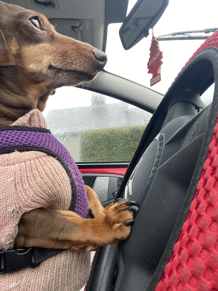 simicha_'s tweet photo. @JonnaayLIVE this is my fucking fat stupid dog https://t.co/0cSeuW4mbj