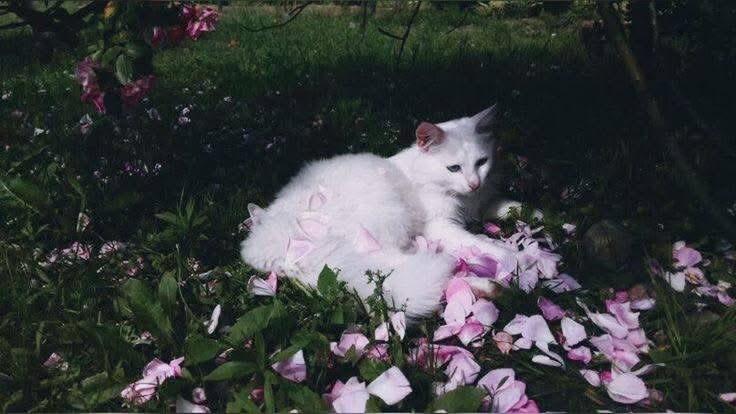 Purely Green tweet media