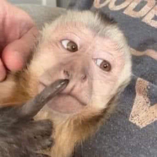 BubisOFC tweet media