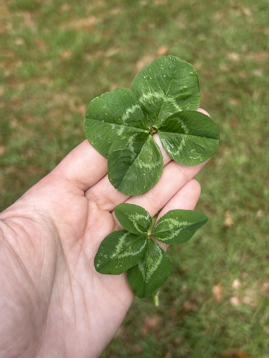 Marina 🍀✨🫶 tweet media