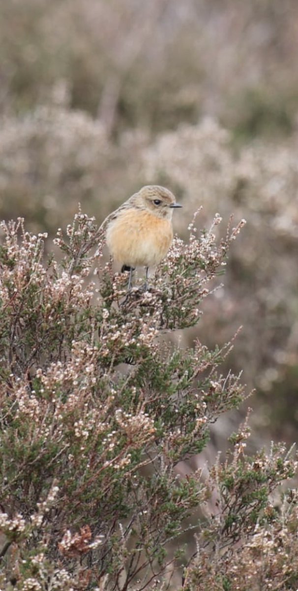 Female stonechat, taking a break from lining her nest with feathers, Co Durham