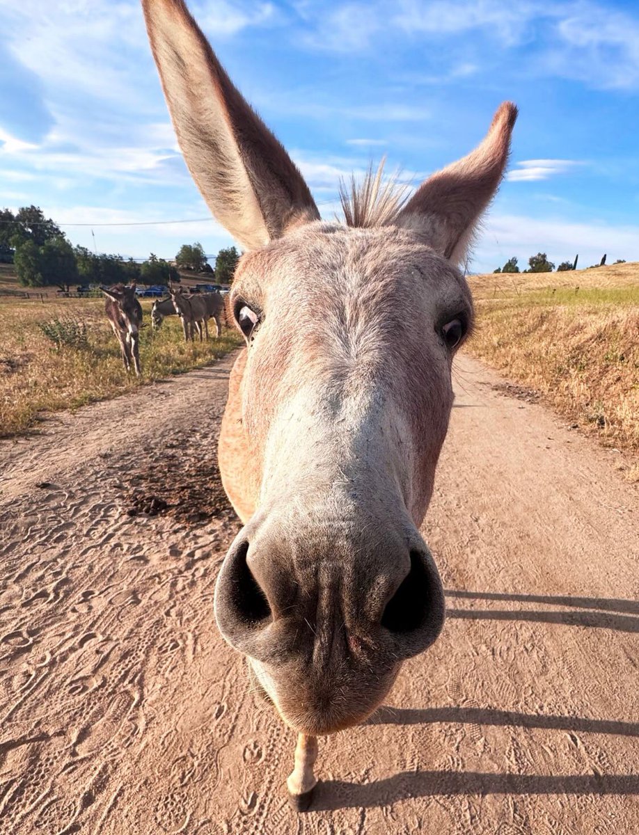 A silly and adorable little wild donkey 😂