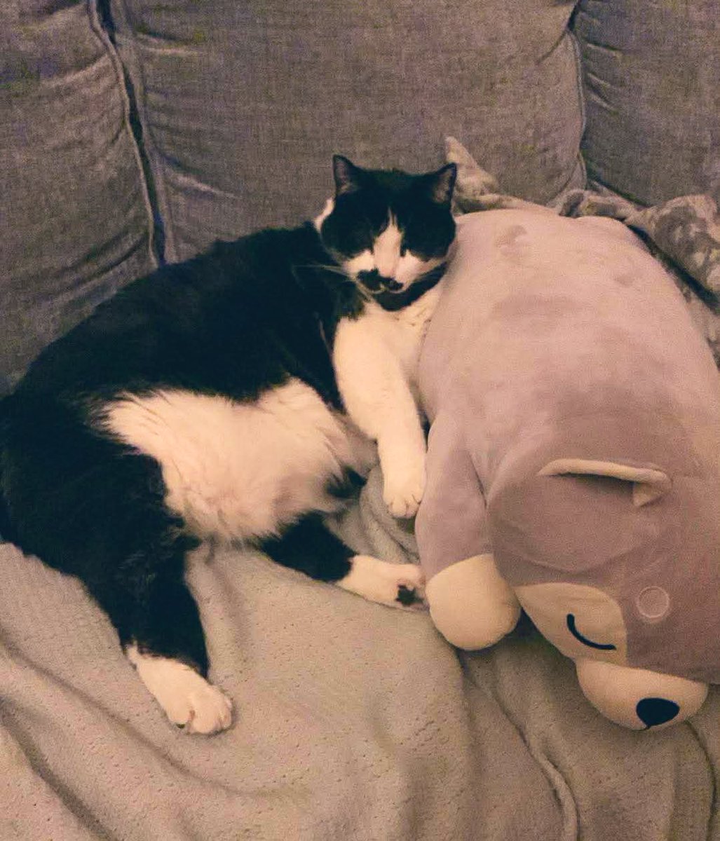 LynneMcbri8140's tweet image. Happy #Caturday from my big girl #LadyCat! 😊 #fatcat #cats #catsofx #CatLife