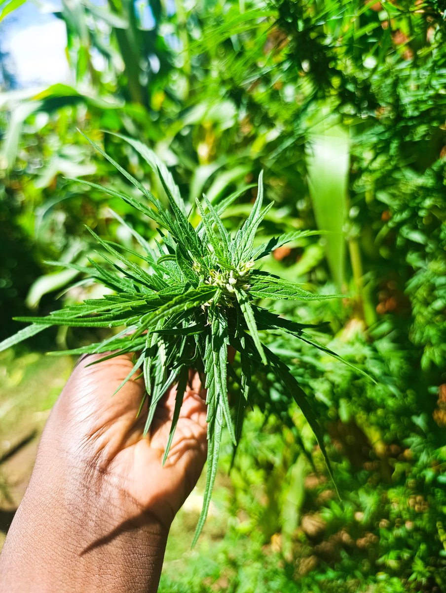 Che Mboga 🇲🇼🇲🇿 tweet media