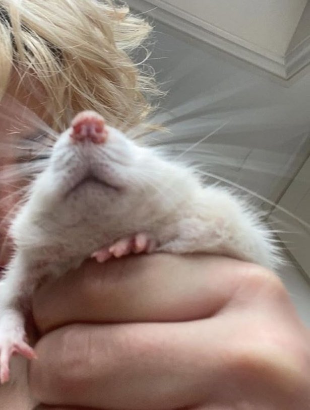 ⋆˚࿔𝒫𝓇𝒾𝓃 tweet media