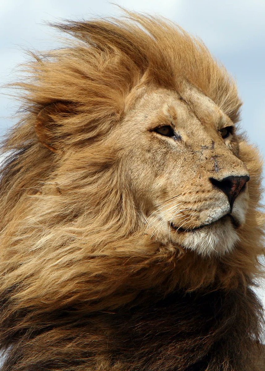 Brigham's Burner tweet media