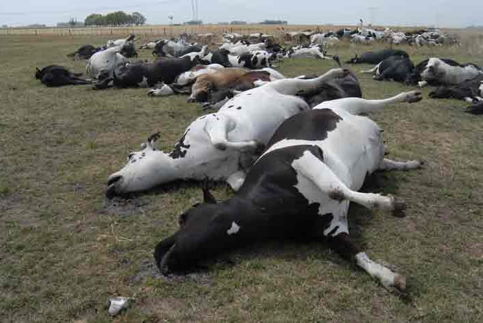 Felipe Caorsi tweet media