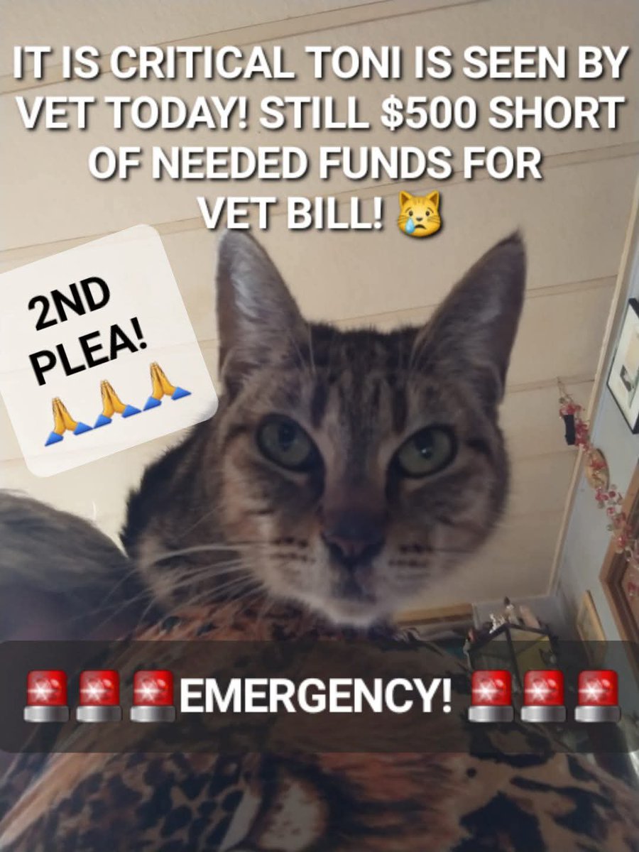 MPCOLrescue's tweet photo. URGENT! 🚨
Please please help us get Toni to the vet today. She can't wait anymore. 😭 Link to help is in our bio section. https://t.co/kWwkJQGWKT