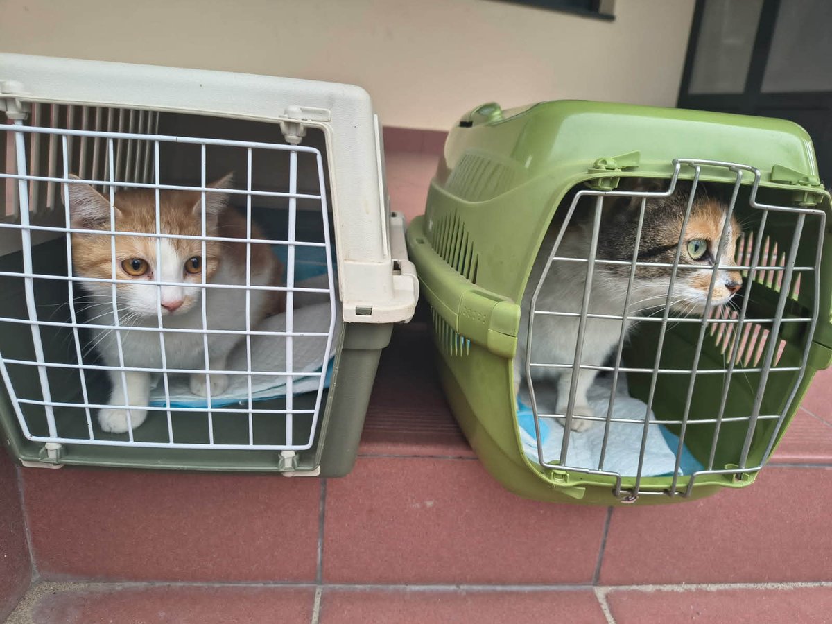 Koty w głowie 🐈 tweet media