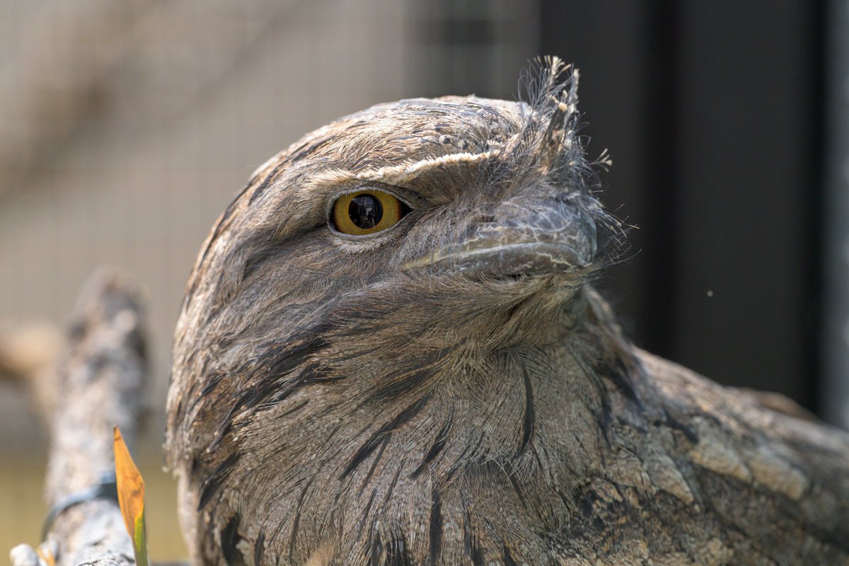 stlzoo's tweet photo. Meet Killian: a nocturnal 🌙, camouflage expert 🥸, tawny frogmouth!🦉 Killian is just one ambassador animal coming to Henry A. Jubel Foundation Destination Discovery! You'll meet him up-close and in-person when the Zoo’s new experience opens later this year. https://t.co/ZOAsO4iwc2