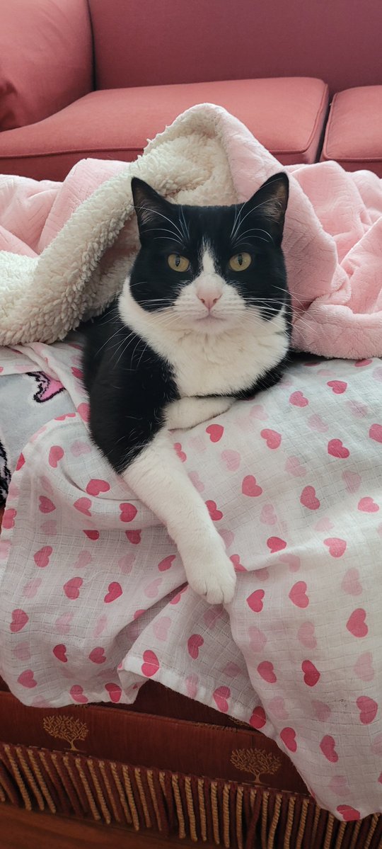 Samurai Pickles tweet media