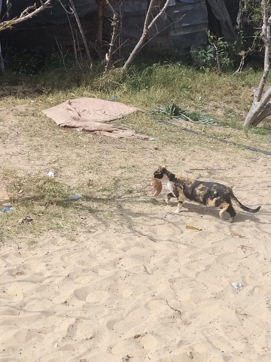 atta_jabour's tweet photo. On a harsh land that knows no mercy, this cat walks carrying her kitten in her mouth…
She’s not searching for food, but for safety that no longer exists.
She carries her baby as if trying to save what’s left of her life—from hunger, fear, and the cold.

This cat is not alone… there are many like her who need treatment, food, and shelter.

With your support, we can save them before it’s too late.

https://t.co/zRnMWKGgX8