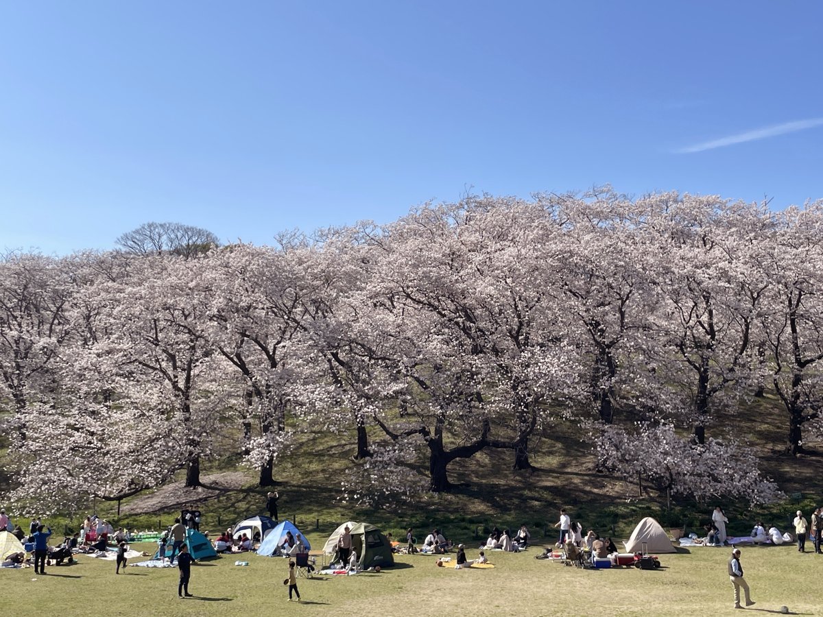4/3 午後半休して、次男と根岸森林公園にお花見に行った。小学生の頃ここにある馬の博物館に遠足に行った記憶しかなかったんだけど、最近ツイッターでここの桜がすごいと知って。広くて桜いっぱいで、ほんとすごかった。満足。