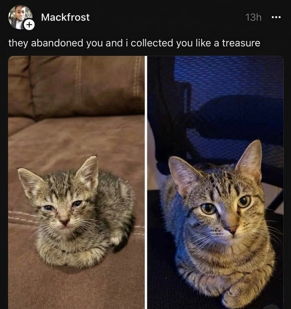 cat memes tweet media