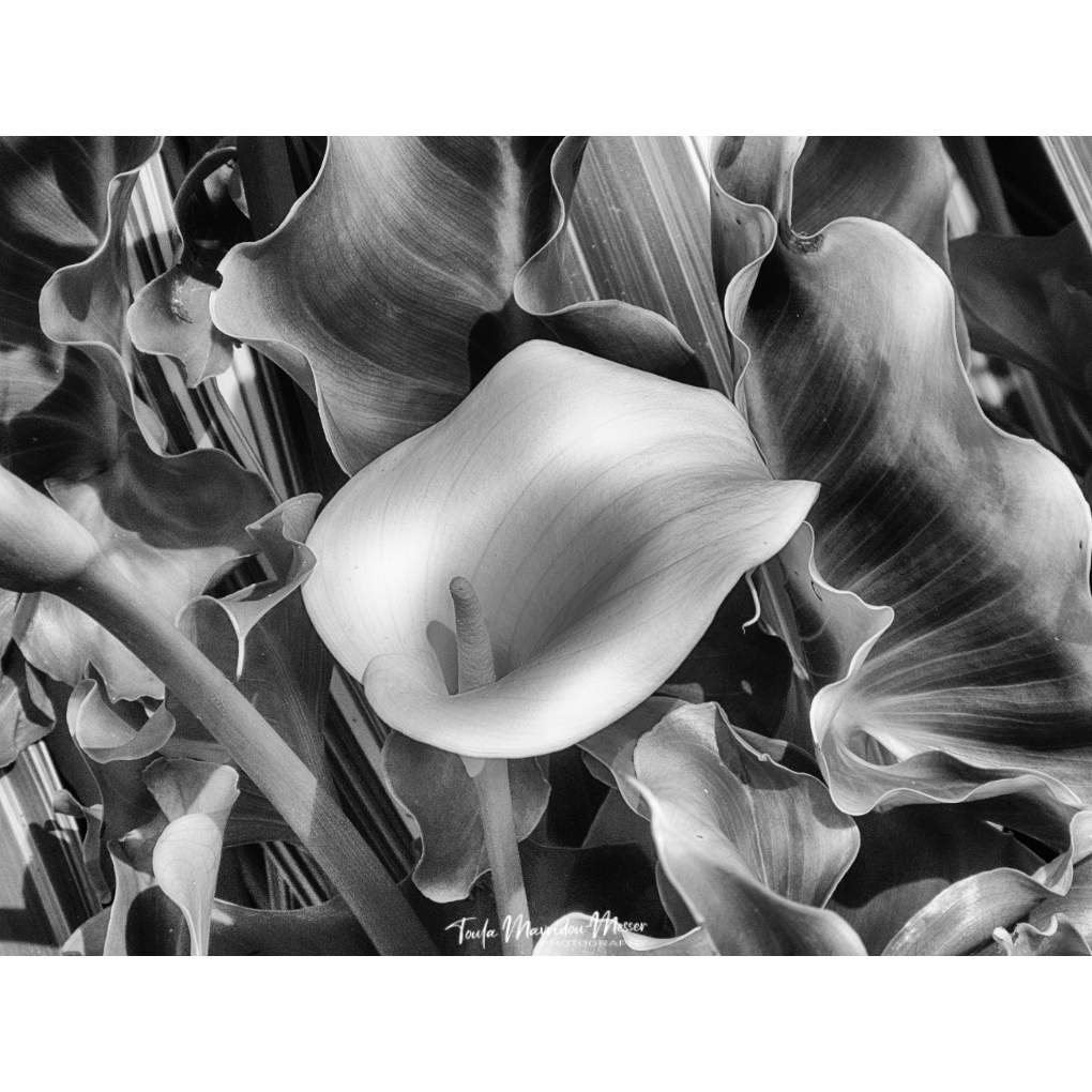 Toula Grayce Mavridou-Author & Photographer-No DMs tweet media