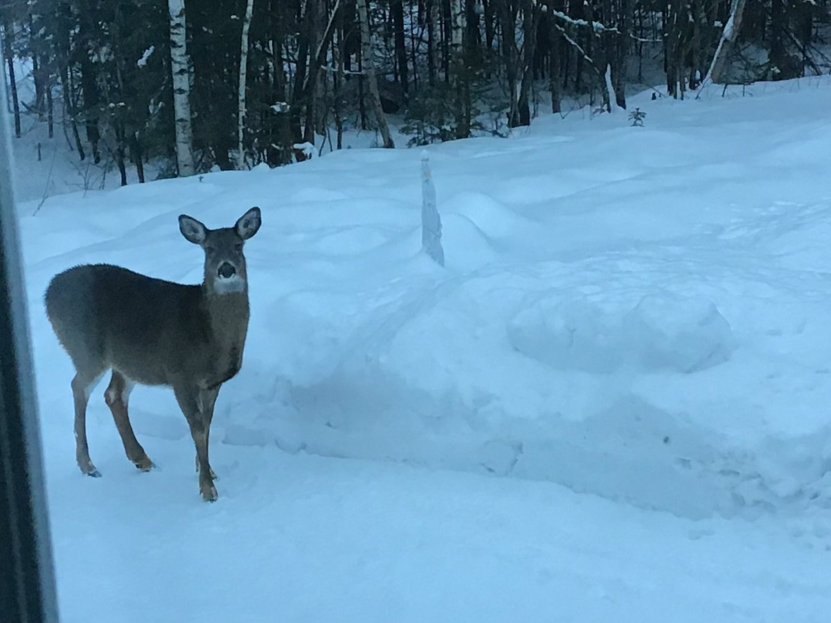 🇻🇦Yapman ⚜️🌷 tweet media