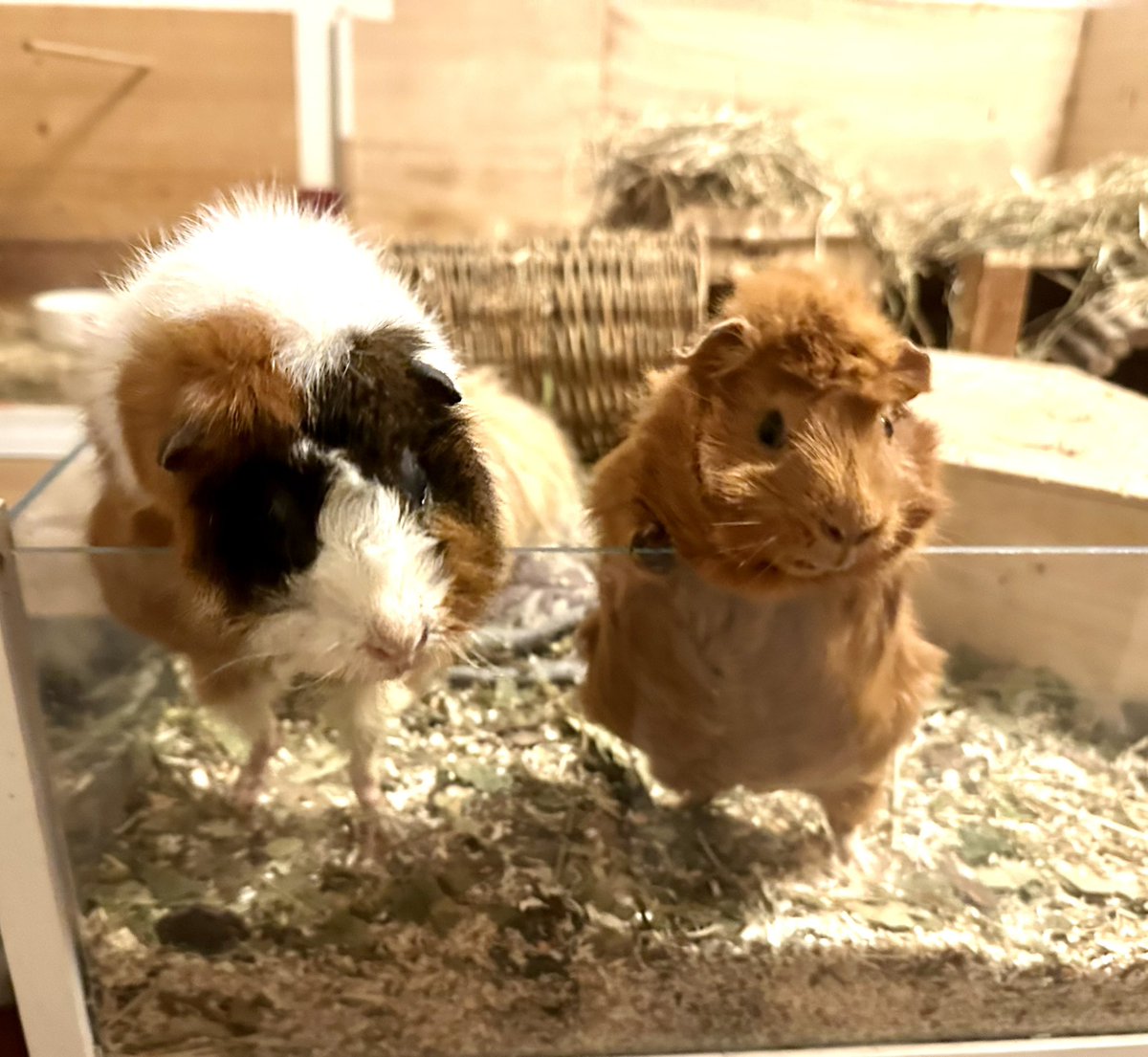 Anna Rebella, the woman, the myth, the legend tweet media