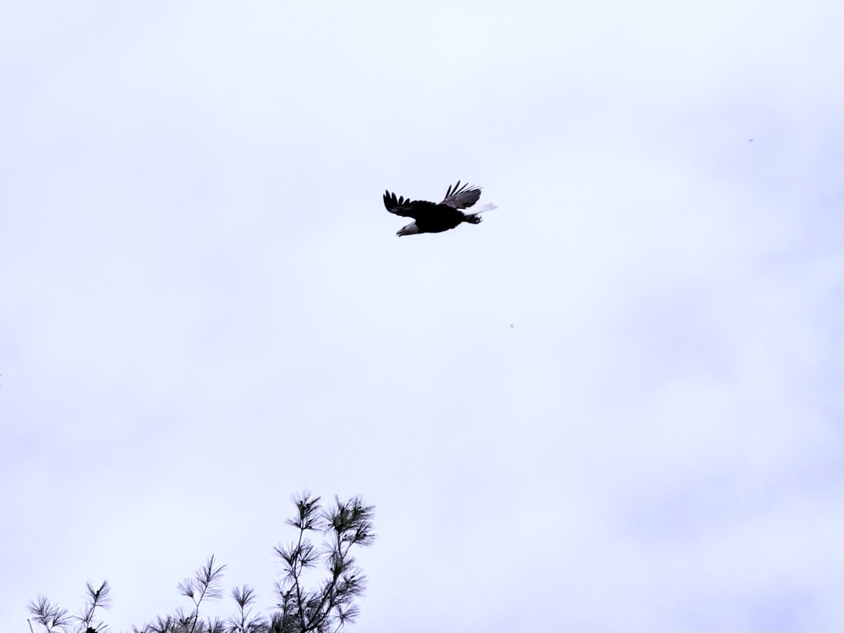 NHviking's tweet photo. Just America things.

#NewHampshire #LFOD https://t.co/UIUXBHFK1F