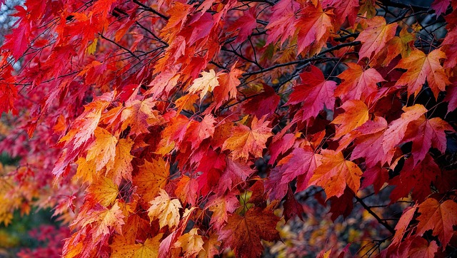 Travis Barthelemy tweet media