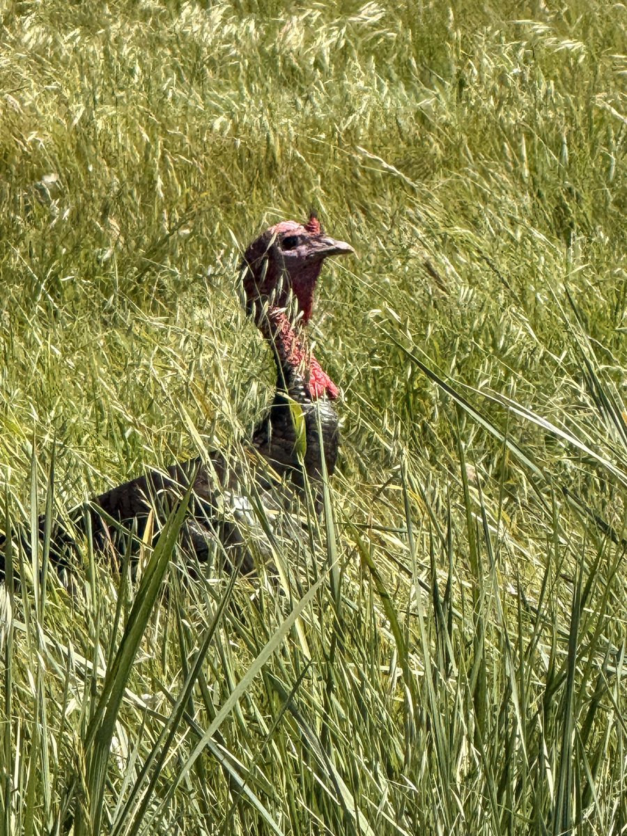 Did a little nature trail today and saw a wild dinosaur