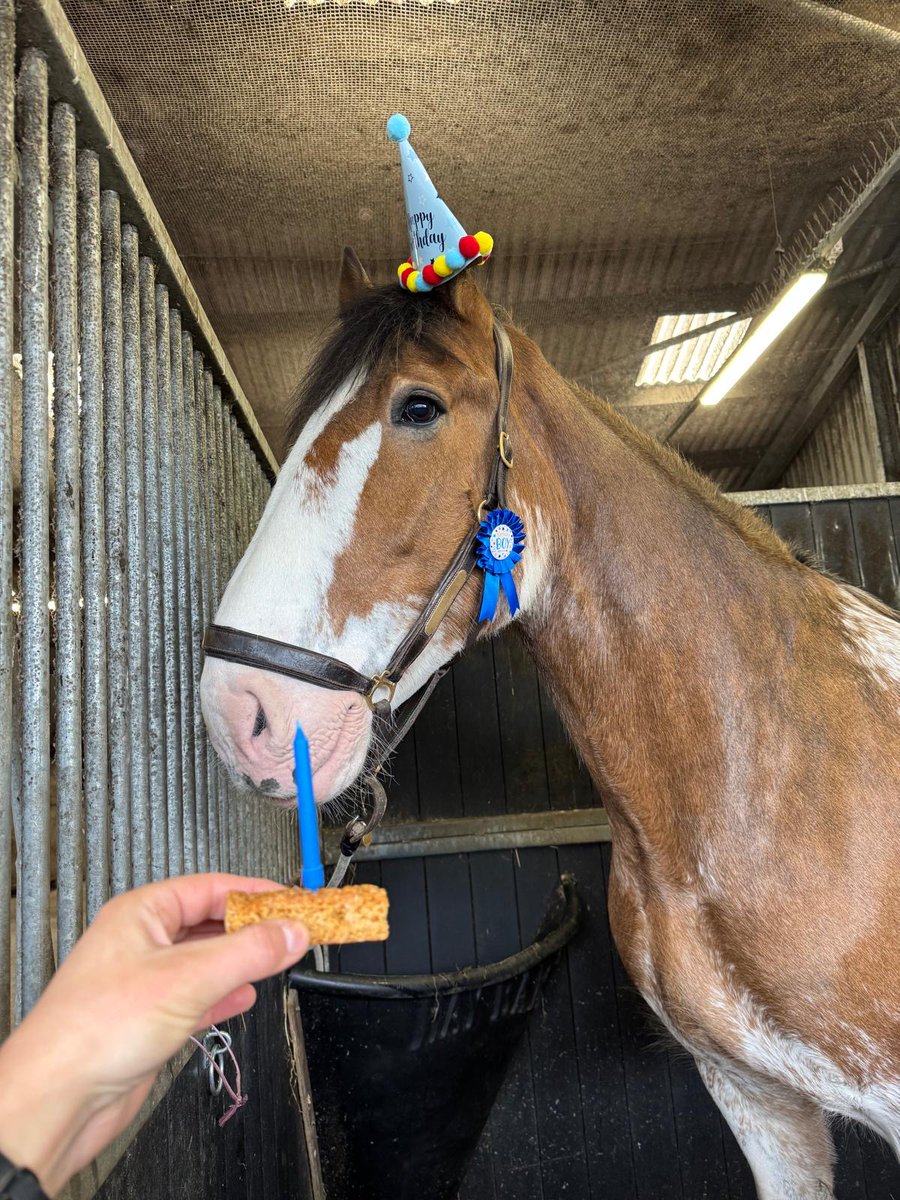 PSOSHorses's tweet photo. Yesterday PH Jura celebrated his 8th birthday! 🎉 He looks delighted with his party attire. #HappyBirthday #PoliceHorse #DoYouLikeMyHat https://t.co/zAqXbEJ7Fk
