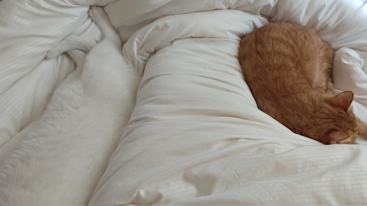 等我挣到钱吃泡面我要加两根肠 tweet media