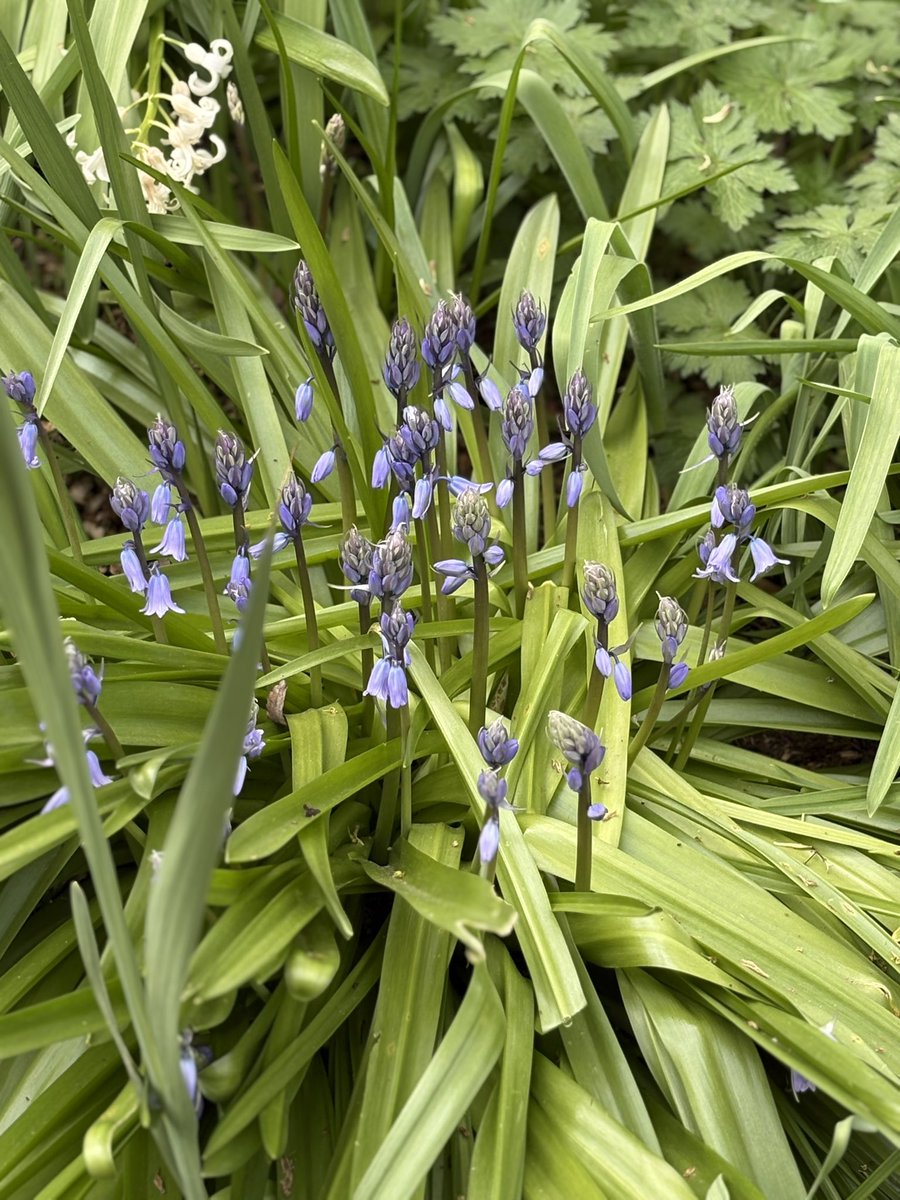 SharonMack82795's tweet image. Spring is doing its thing 🪻💐🌷 #spring #outdoors #makingmemories #EasterWeekend2026