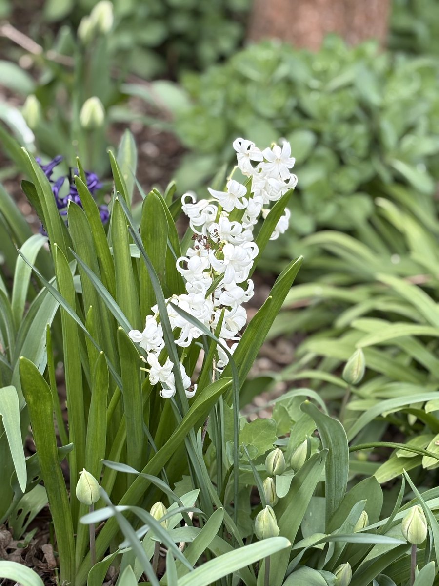 SharonMack82795's tweet image. Spring is doing its thing 🪻💐🌷 #spring #outdoors #makingmemories #EasterWeekend2026