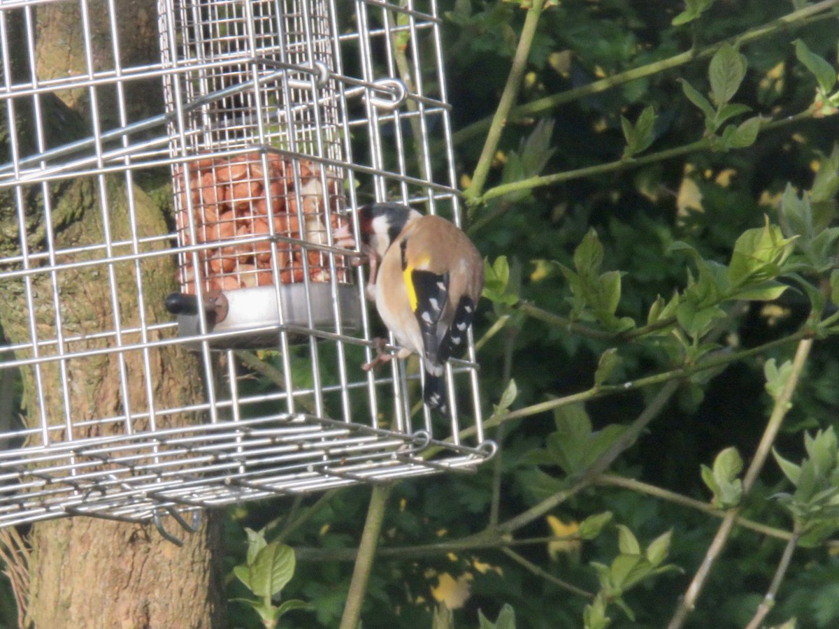 clavdiv01's tweet photo. This is a new one for me Goldfinch on peanuts ?@Norfolk wildlife trust,⁦@Natures_Voice⁩ https://t.co/nz2YlkBY6V