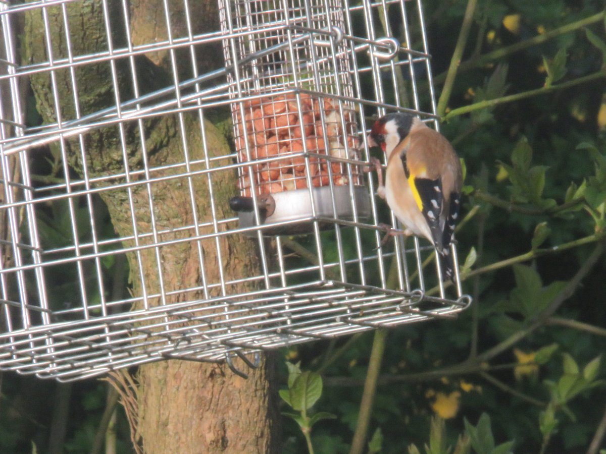 clavdiv01's tweet photo. This is a new one for me Goldfinch on peanuts ?@Norfolk wildlife trust,⁦@Natures_Voice⁩ https://t.co/nz2YlkBY6V
