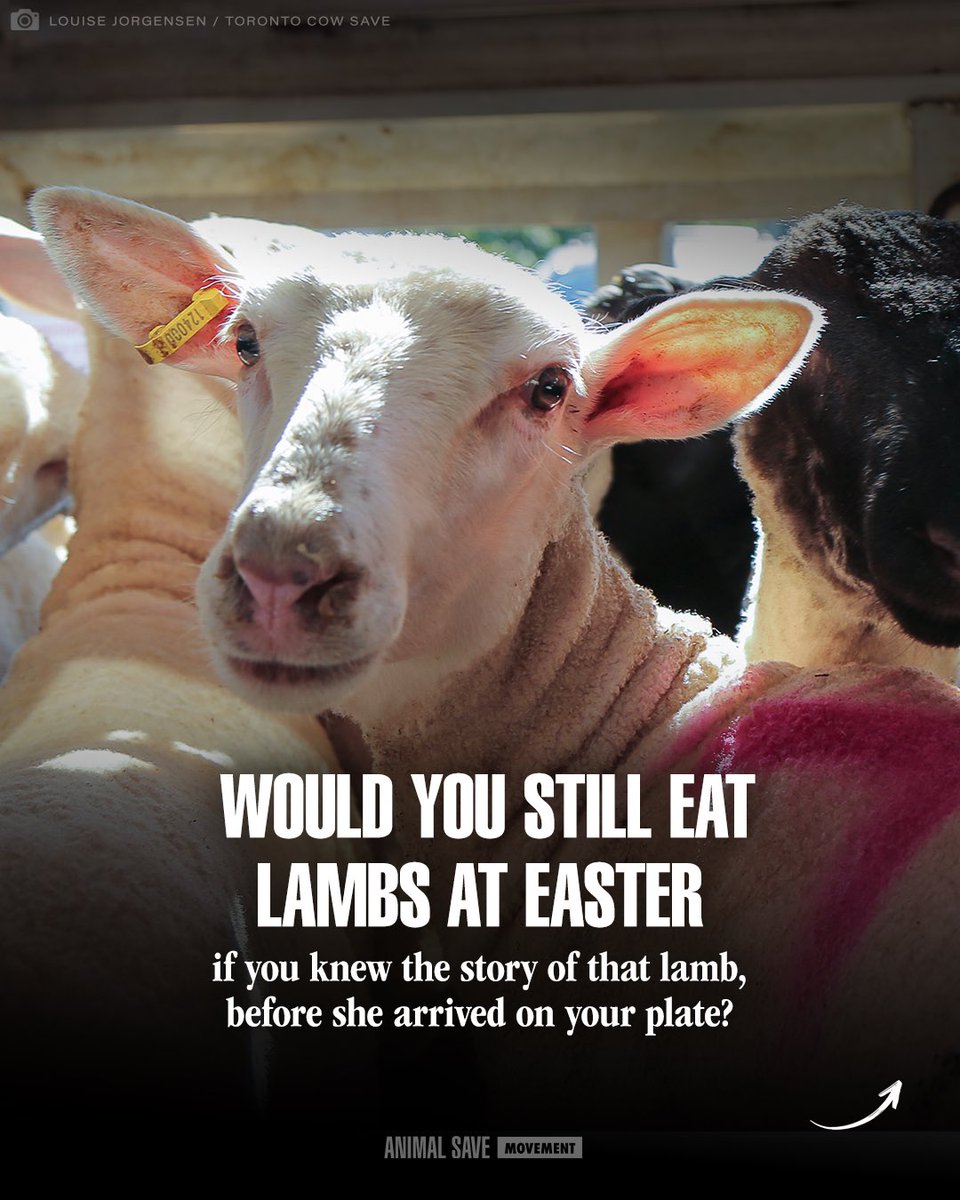 Animal Save Movement tweet media