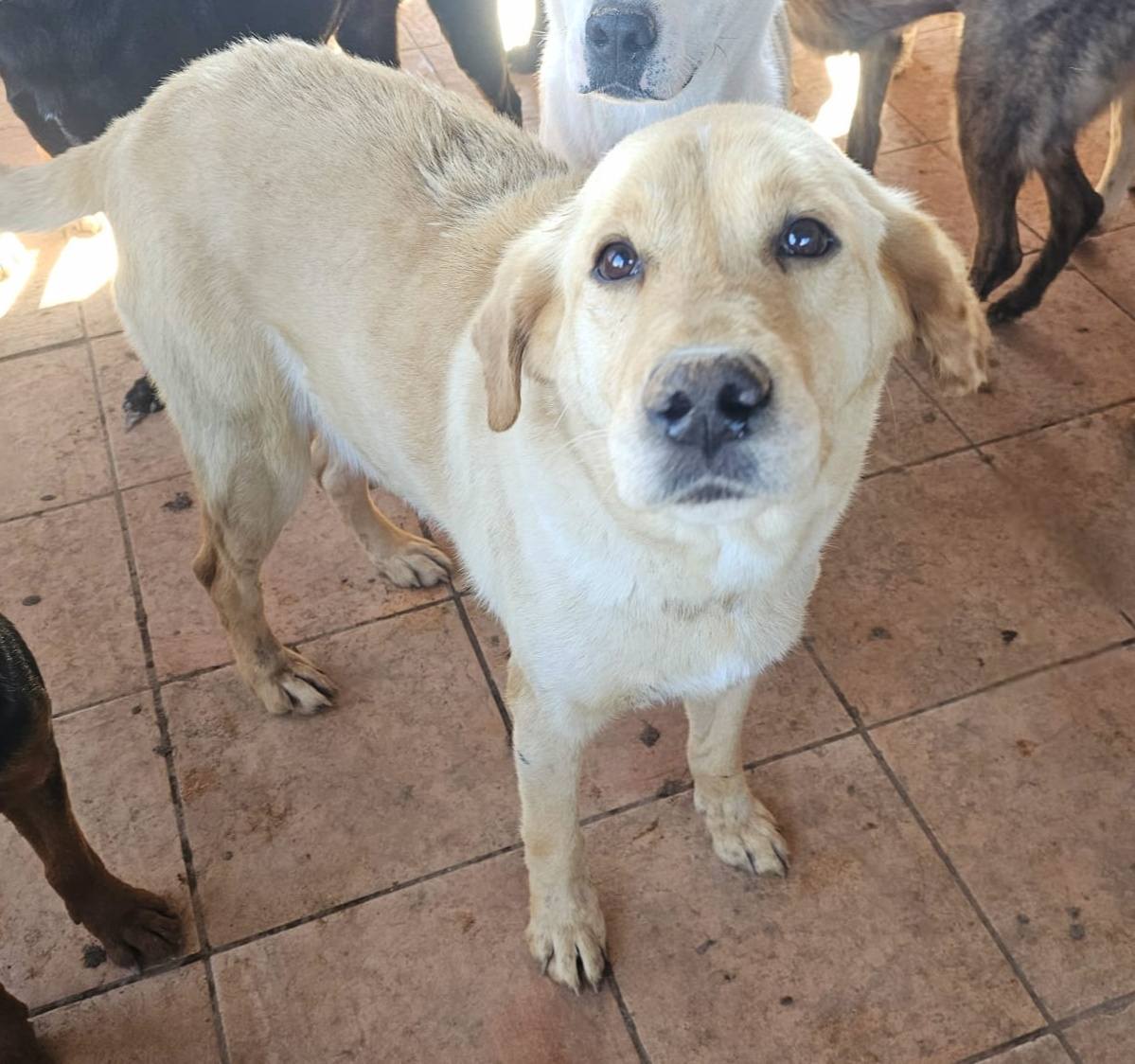 SosAbuelos1's tweet photo. #VALENCIA
#PUMPIN tiene 7 años y es puro corazón. Un perro tranquilo, muy amoroso y noble que, tras pasarlo muy mal en la perrera, solo sueña con un hogar 🏠
Al ser un perro adulto, se adaptará de inmediato a tu ritmo de vida, aportando paz y una gratitud infinita desde el primer día.
Pumpin ya sufrió suficiente; ahora merece descubrir lo que significa ser querido para siempre.
¿Quieres ser tú quien cambie su destino y le dé esa oportunidad?❤️
Contacto: solo WhatsApp 601 46 33 23
