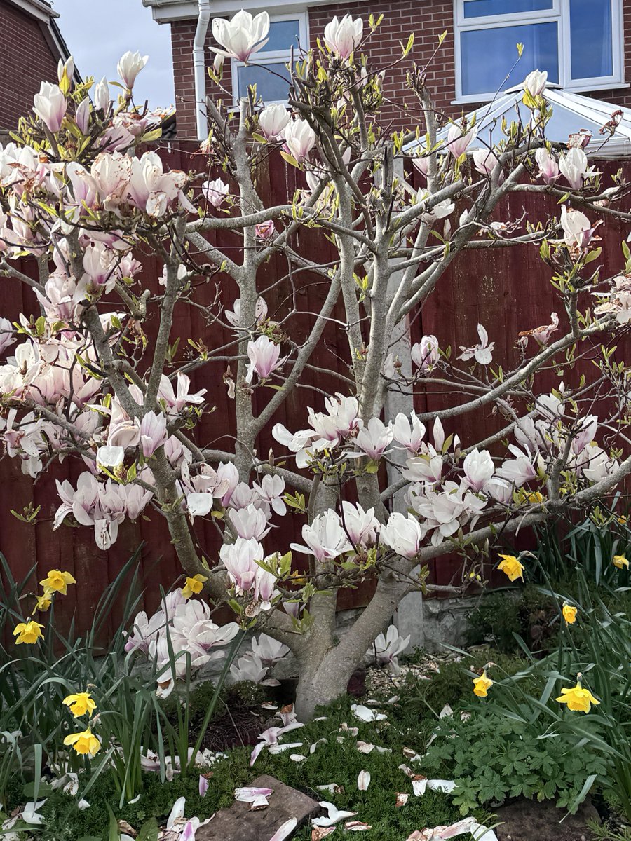 Holly_Lacey1's tweet photo. A little spring walk to soak up all the blooms
Tulips, magnolias, cherry blossoms — the UK’s best season is here🌷
Who’s with me?
#SpringInUK #UKGardens #SpringVibes https://t.co/lQDZdOpJRS