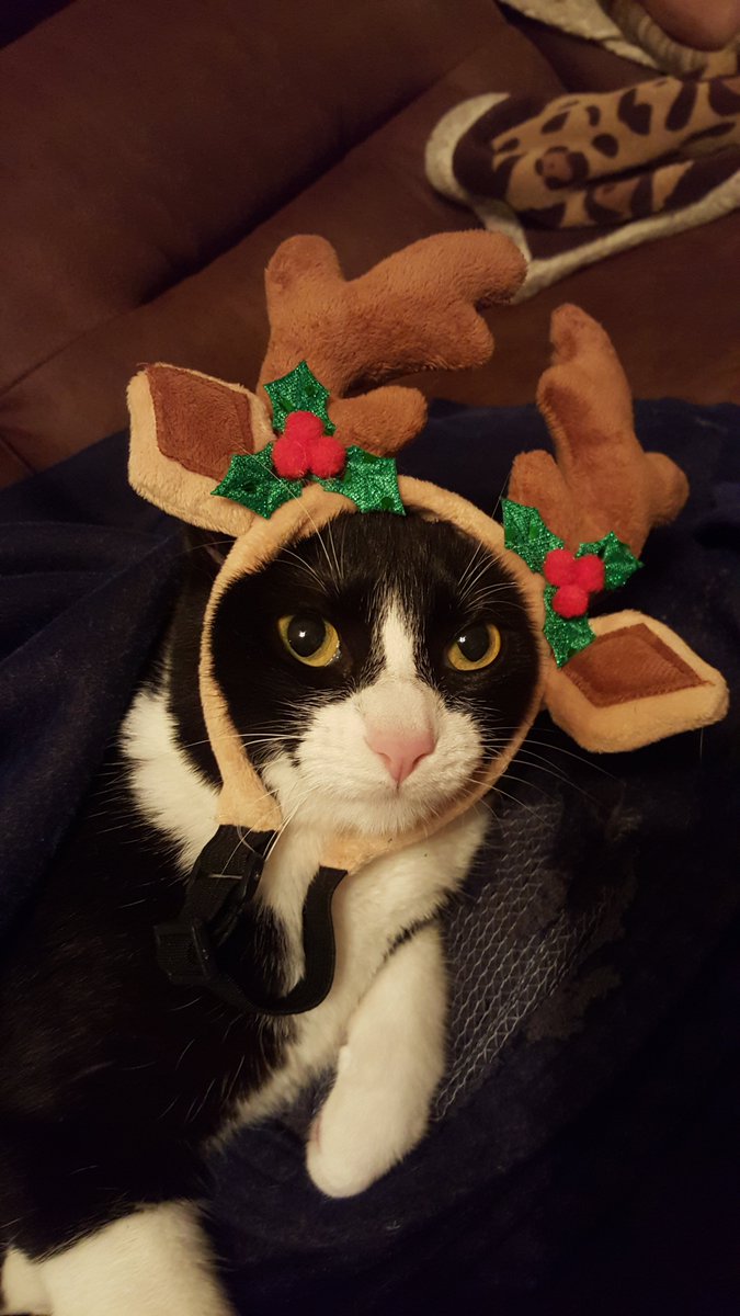 Samurai Pickles tweet media