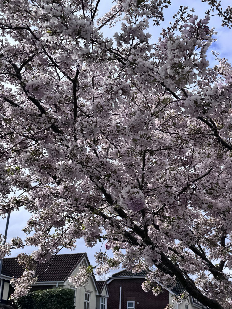 Holly_Lacey1's tweet photo. A little spring walk to soak up all the blooms
Tulips, magnolias, cherry blossoms — the UK’s best season is here🌷
Who’s with me?
#SpringInUK #UKGardens #SpringVibes https://t.co/lQDZdOpJRS