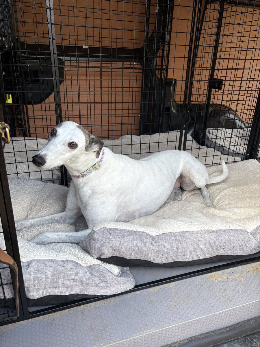 Mark Wallis tweet media