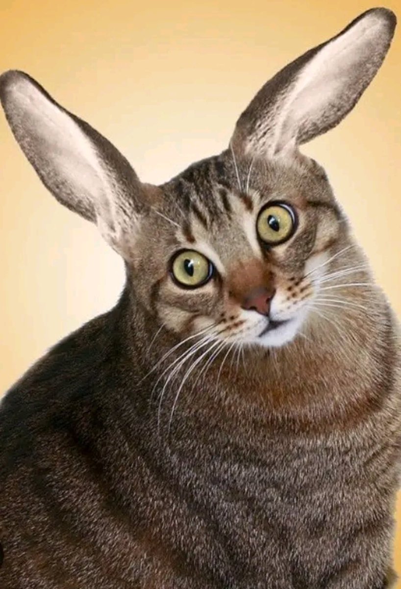 MyrrhMaid 🧜🏽♀️🌿 tweet media