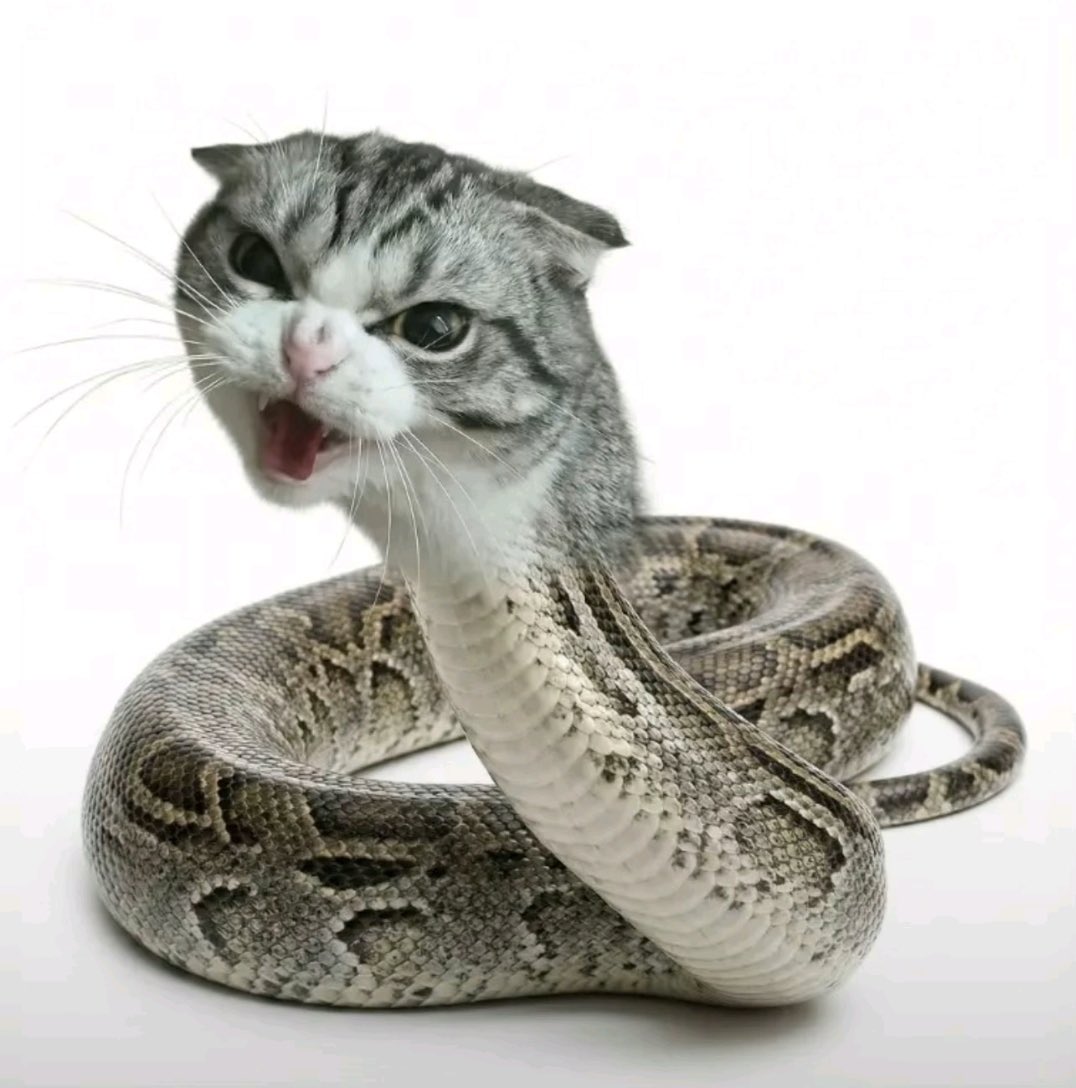 MyrrhMaid 🧜🏽♀️🌿 tweet media